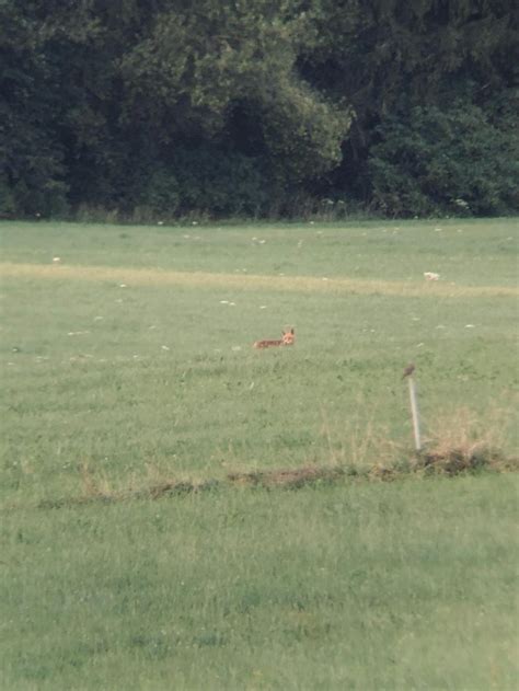 Image result for Smartphone Digiscoping Adapter