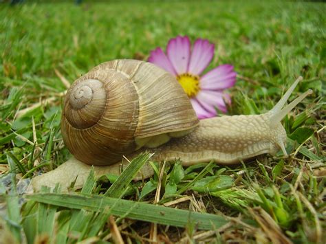GALO EATING: Escargot at Taix