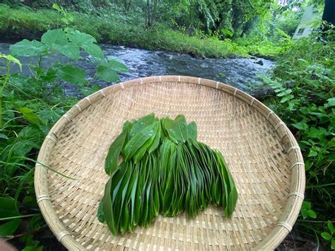 採れたて無農薬、天然の熊笹（笹の葉）100枚【標高800m大分県九重町産】 | 日月地Villageココノエ