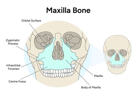 Maxillary Bone Anatomy