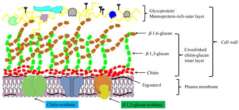Chitin Cell Wall