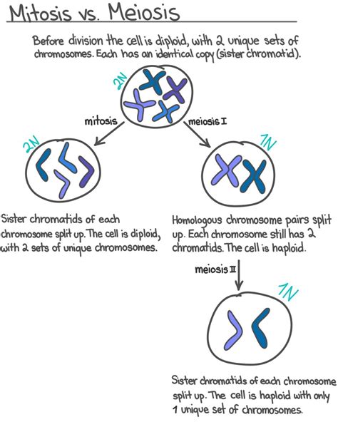 S Phase (Interphase) — Overview & Diagrams - Expii
