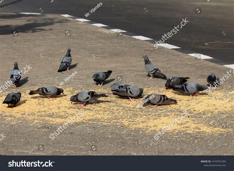 Can Birds Eat Wheat Grain at Jonathan Baylee blog