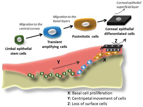 Goals and Challenges of Stem Cell-Based Therapy for Corneal Blindness ...