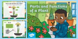 Plant Diagram | Labelling Parts of a Plant Worksheet