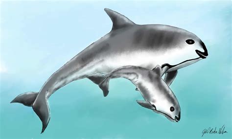 These Are The 10 Rarest Animals In The World - A-Z Animals