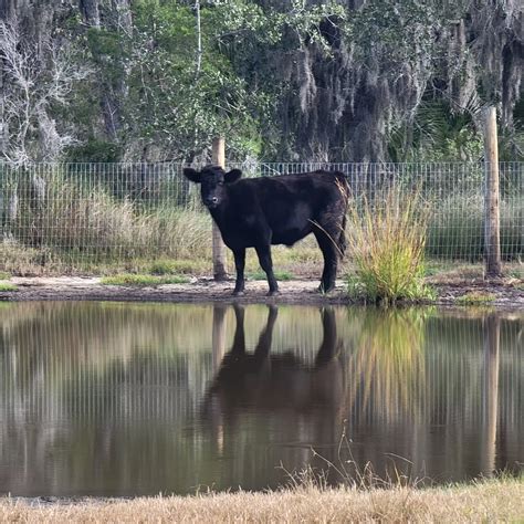 Macey Estrella | Get hit head on. Or jump in the pond.🤔🥴😅😅😅😅😅😅 🦬 I can't wait to eat this Ahole ...