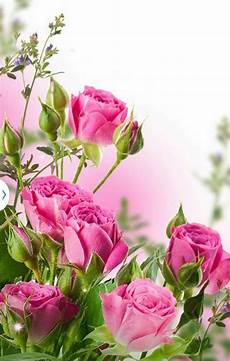Home Screen Wallpaper Flower Images by 7 Best Wallpaper Phone Background Lock Screen Images On Home Screen Wallpaper Flower Images