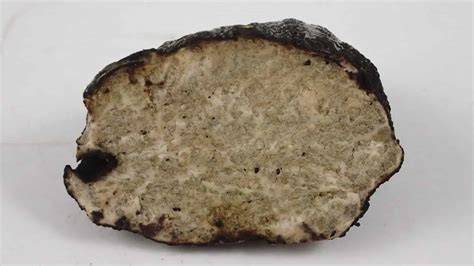 5 Types of Truffle Mushrooms - A-Z Animals