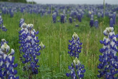 PLLC vs LLC 2025: Which is Better for Your Texas Business?