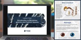 Punnett Squares Template