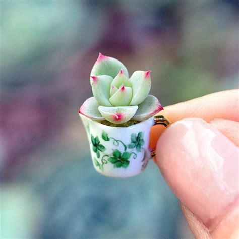 Mini Succulents Are the Cutest Plants We've Ever Seen