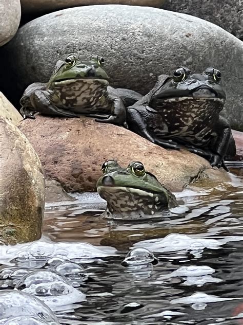 Bud-Weis-Er : r/frogs