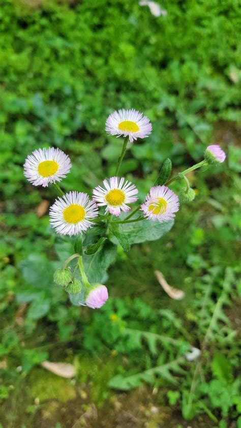 Tall weed with tiny daisy-like flowers growing in the middle of my ...