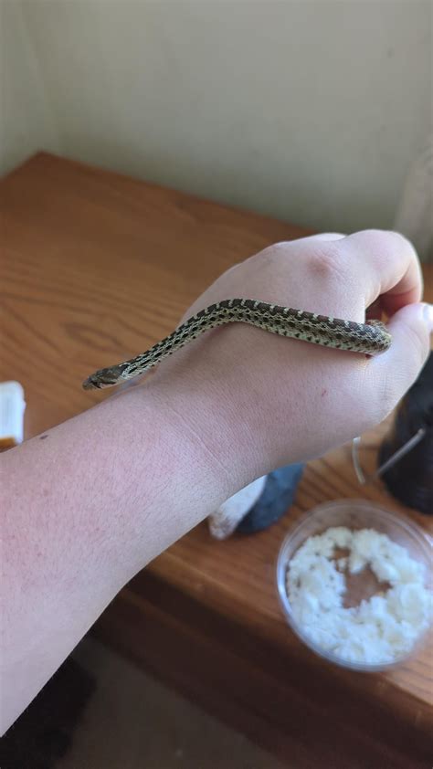 Why do some venomous snake species not have an anti-venom against their ...