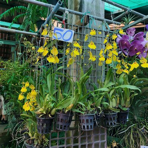 TALAD DAN SING KHON BORDER MARKET - All You Need to Know BEFORE You Go ...
