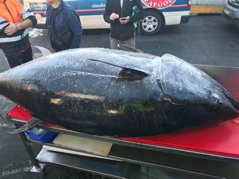 Biggest Bluefin Tuna Ever Caught