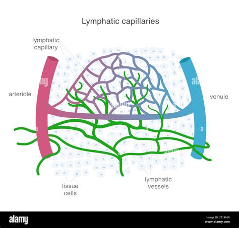 Structure Of Lymphatic Capillaries at Pearl Jenks blog
