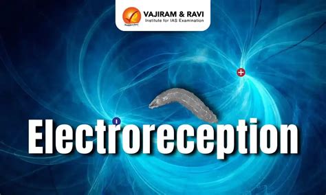 Electroreception, Meaning, Key Findings, Latest News