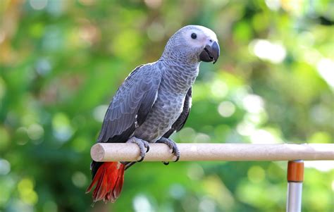 African Gray Bird Talking