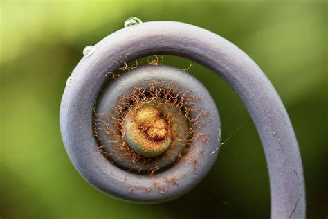 Image result for Alien Nest