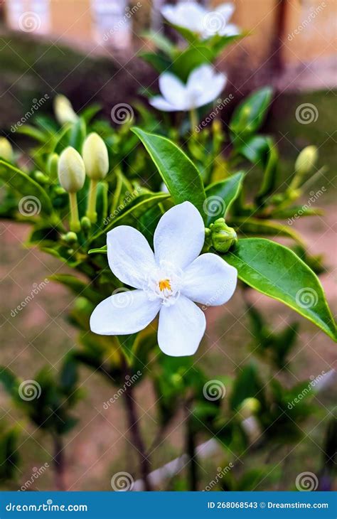 White Colour Flower Beautiful Backyard Stock Image - Image of flower ...