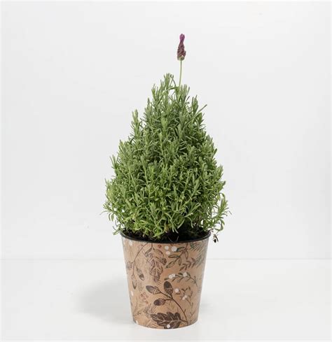 Lavender Sun Requirements: How Much Sun Does Lavender Need?