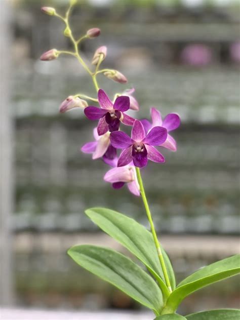 Wholesale Dendrobium/Oncidium Hybrids Orchid Blooming Plants - AmThai ...