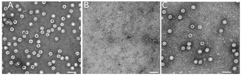 Electrostatic Screening, Acidic pH and Macromolecular Crowding Increase ...