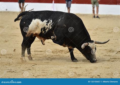 Bull Running in Spanish Bullring Editorial Photography - Image of spanish, horns: 132155657
