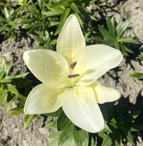 Lilies – Lilyfields Hakatere