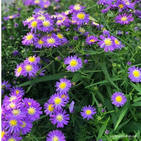Kicken Lilac Blue Aster: Late Summer to Fall Blooms