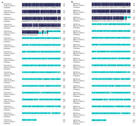 Novel Salinity-Tolerant Third-Generation Hybrid Rice Developed via ...