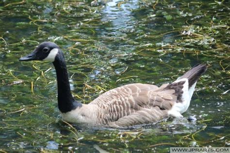 Canada Goose - Photos And Videos Of The Canada Goose.