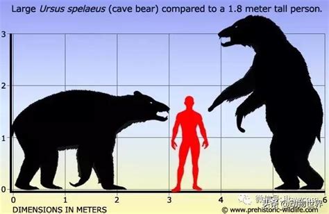 站立高度可達3米的史前巨獸-洞熊 - 每日頭條