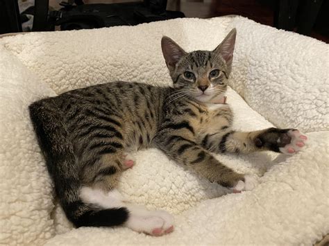 Bengal Mix Kittens 283 Brown Spotted Bengal Stock Photos, High Res