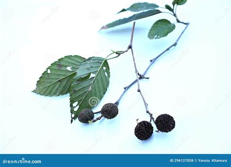 Japanese Green Alder (Alnus Sieboldiana) Nuts. Betulaceae Deciduous Tree Endemic To Japan Stock ...