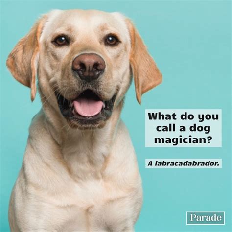 Short Animal Jokes One Liners at Norman Nelson blog