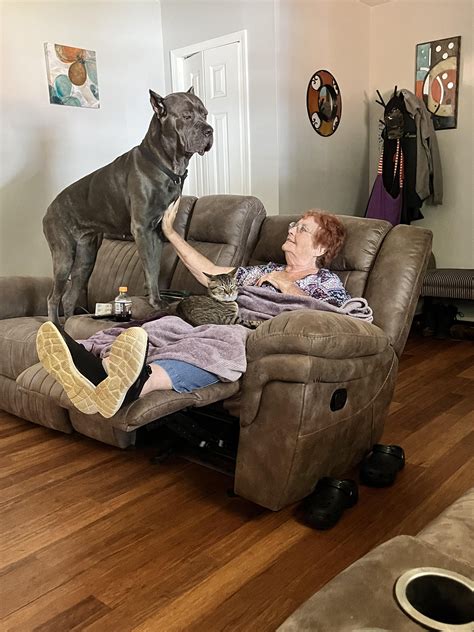 Grandma came to visit from Florida : r/CaneCorso