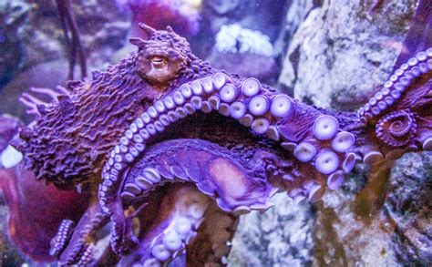 This Synthetic Skin Has Octopus-like Camouflage Capabilities