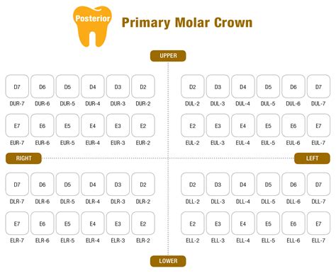 I Crown Primary Molar Crown : Seil Global-Product-Stainless Steel Crown