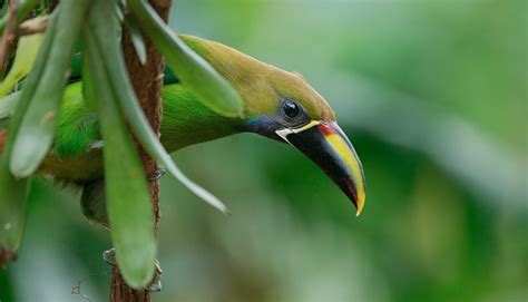 Costa Rican Bird Sounds – Birding Spots MN