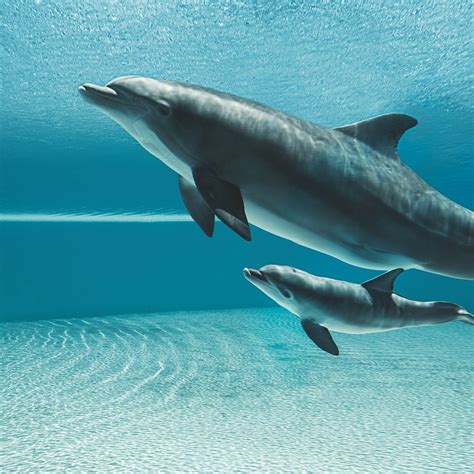 SECRET GARDEN & DOLPHIN HABITAT: All You MUST Know Before You Go (2026)