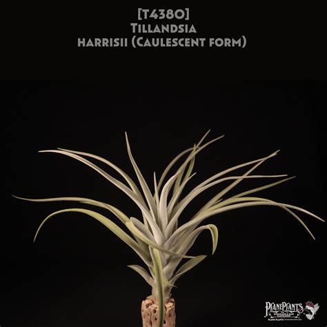 【reserved】harrisii (Caulescent form) 〔エアプランツ〕現品発送T4380 | plane plants