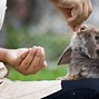 Image result for Adorable Baby Rabbits