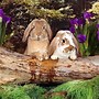 Image result for Spring Bunny Pictures