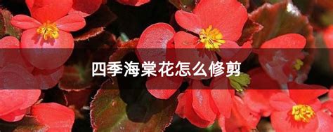 四季海棠花怎么修剪-种植技术-中国花木网