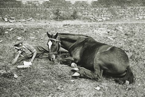 Horses Died Ww1 at Anthony Griggs blog