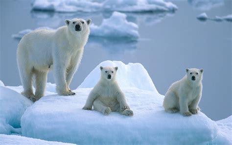 北极熊的资料 北极熊的日常生活！|