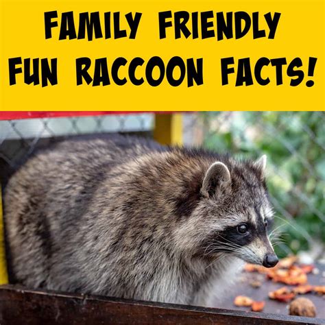 Fun Facts About Raccoons! - Squirrels at the Feeder
